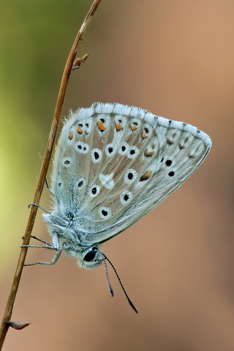 licenide da identificare